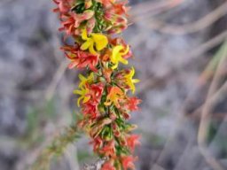 Aspalathus spinosa subsp. spinosa dense flowering